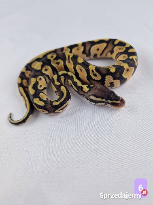 Pyton królewski python regius samiec Wrocław