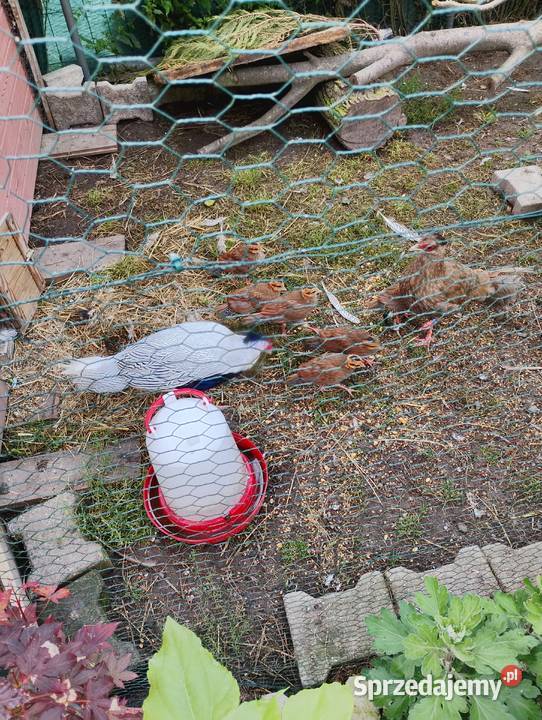 Bazanty srebrne młodzież Ptaki Przydwórz