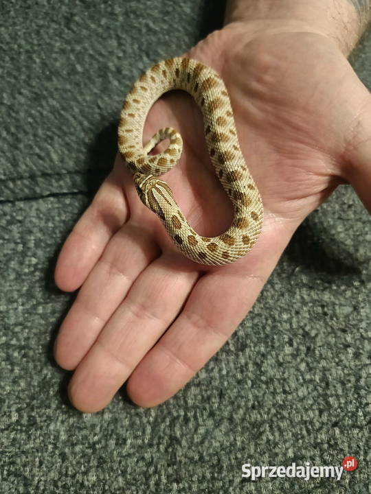 Heterodon zachodni parka samica samiec Reda