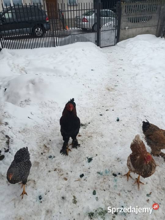 Koguty i kury Brahma Turobin