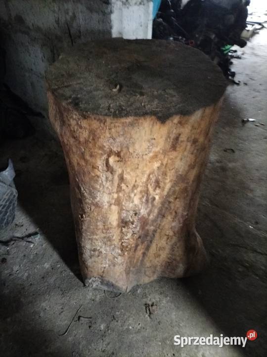 pień sosny dóży lubelskie