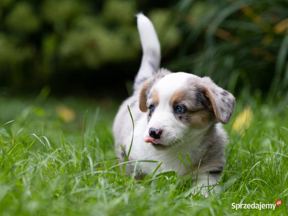Szczeniaki Welsh Corgi Cardigan z rodowodem FCI Warszawa