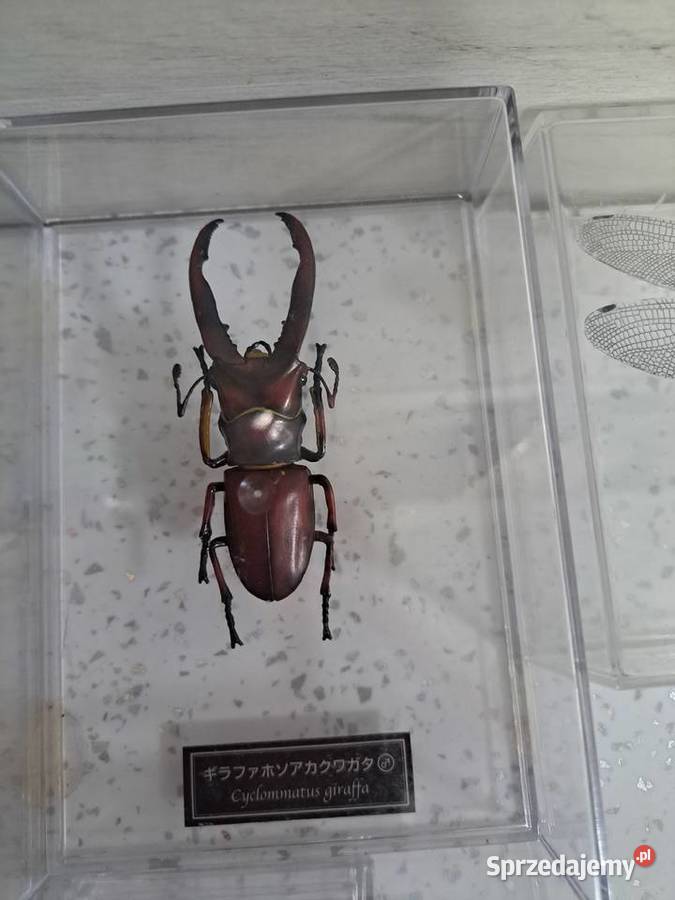 Kolekcja owadów świętokrzyskie