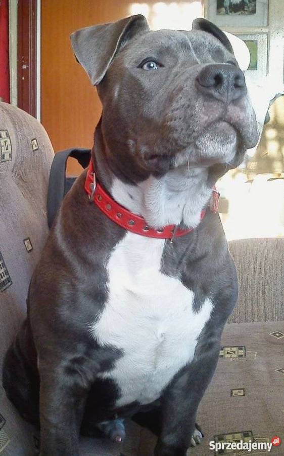 American Staffordshire Terrier BlueBłękitny Grudziądz