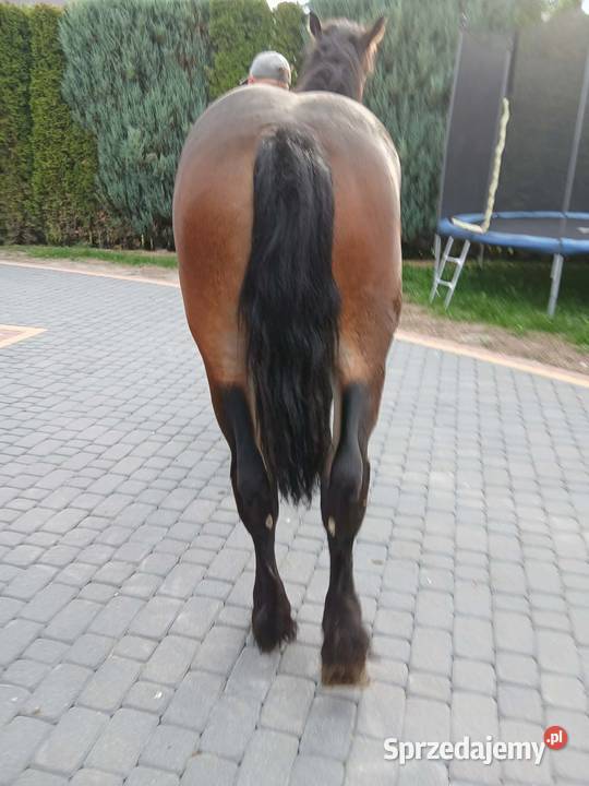 Spezedam klacz zimnokrwista