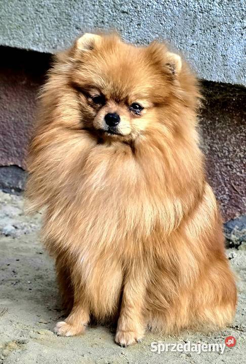 Pomeranian szpic miniaturowy zkwp FCI Piątkowisko