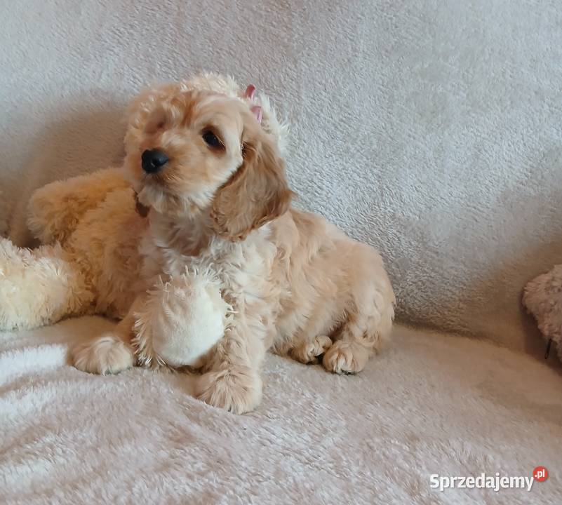 Cockapoo F1 suczki Pudel Cocker Spaniel