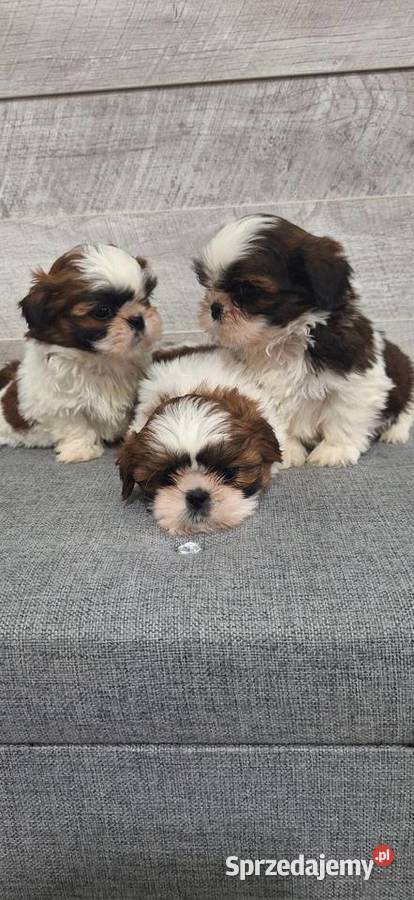 Shih Tzu suczki Przysucha