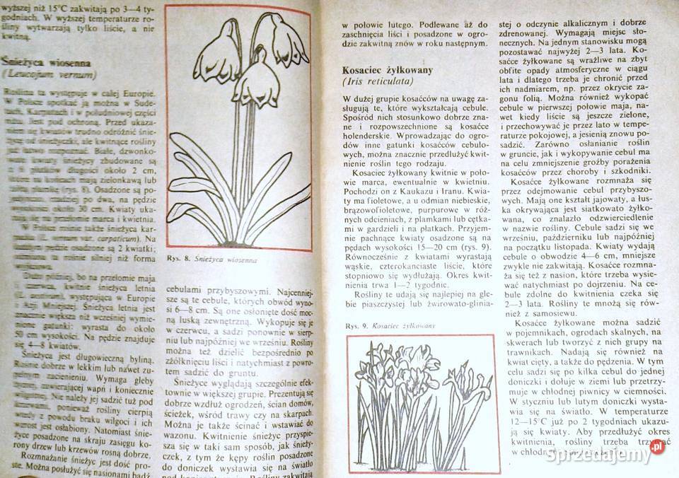 Mało znane ozdobne rośliny cebulowe i bulwiaste Chełm