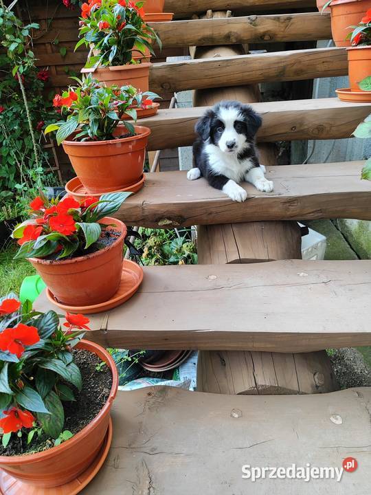 Suczka Border collie czarnobiała z rodowodem z Pozostałe Rymanów