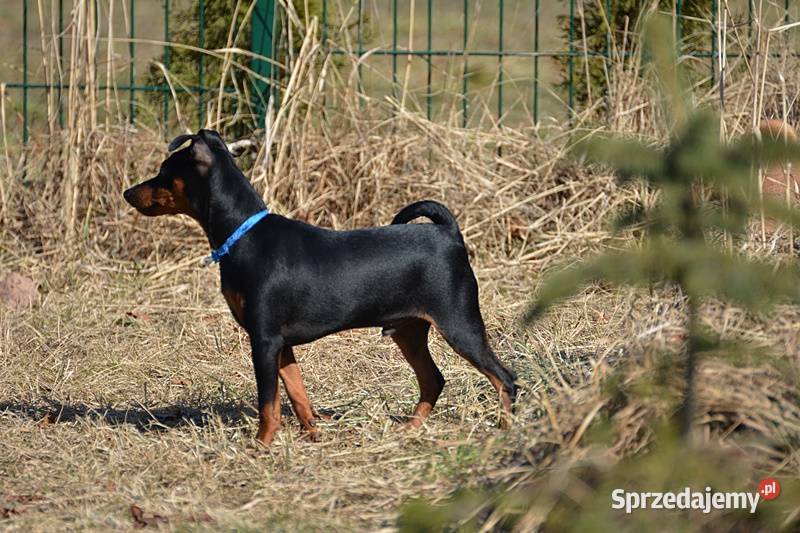 Pinczer miniaturowy ZKwP FCI przebadany piesek Pozostałe Chełm