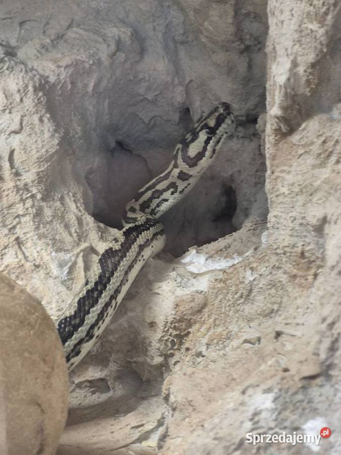 Sprzedam weza razem z terrarium Poznań