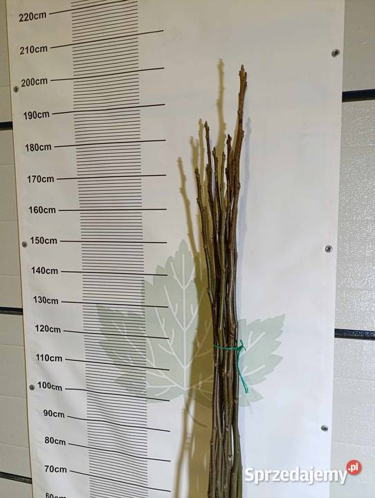 Sadzonki orzecha włoskiego JESIEŃ 2024 Rolnictwo Końskowola