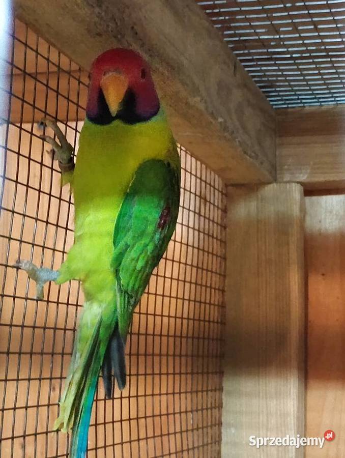 Aleksandretta Śliwogłowy dolnośląskie