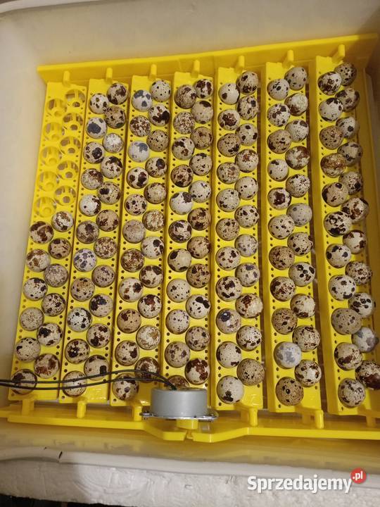 Jaja lęgowe przepiórcze Kalej