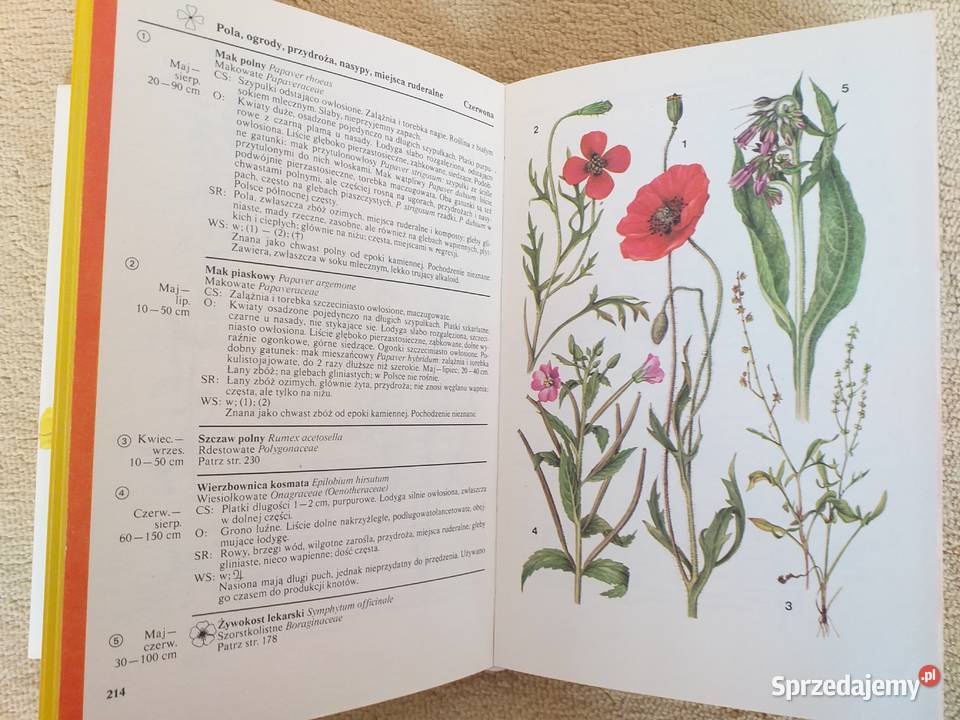 Jaki to kwiat DAichele MGolteBechtle Dąbrowa Górnicza