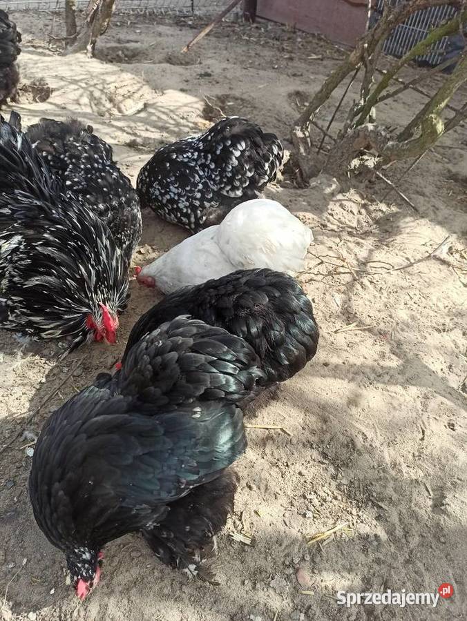 Jaja lęgowe kochin karzełek Krupe