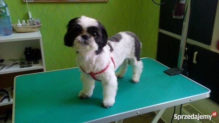 Strzyżenie psów i kotów salon JORUŚ małopolskie Kraków usługa dla zwierząt