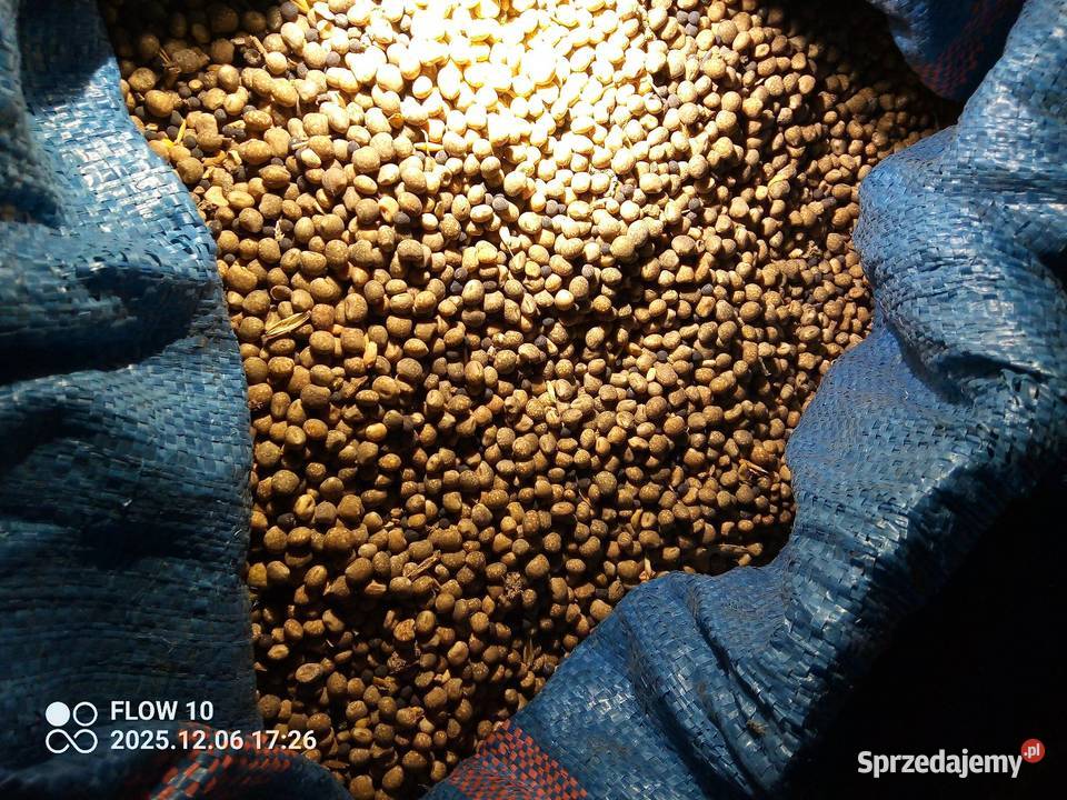 Sprzedam lubi gorzki Lubartów