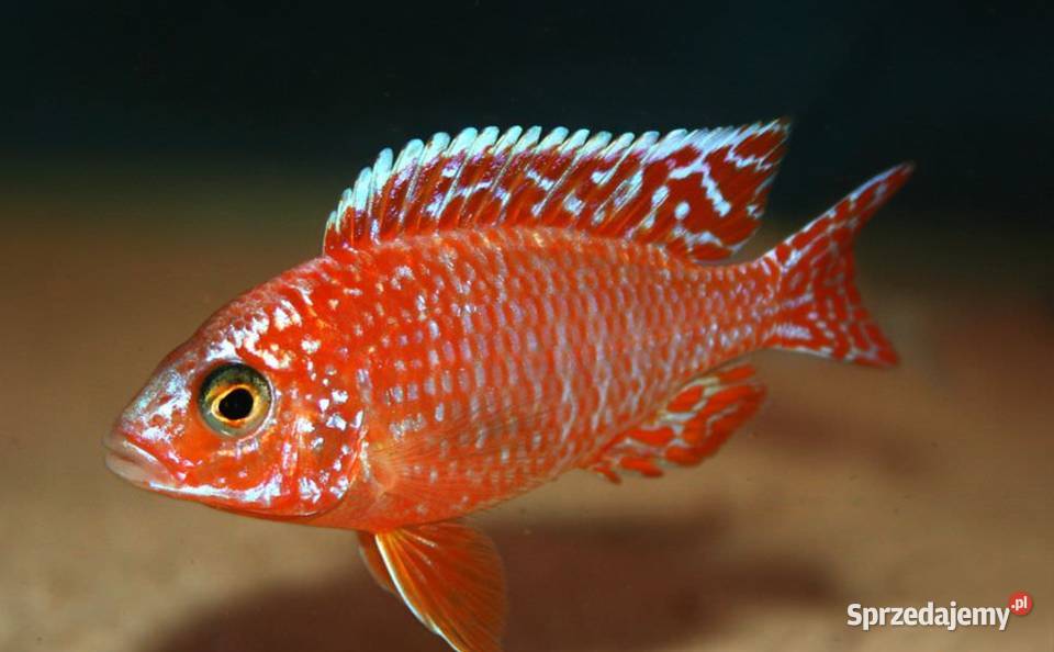 Aulonocara Fire Fish SAMCE XXL 10 Pyszczaki Gdańsk sprzedam