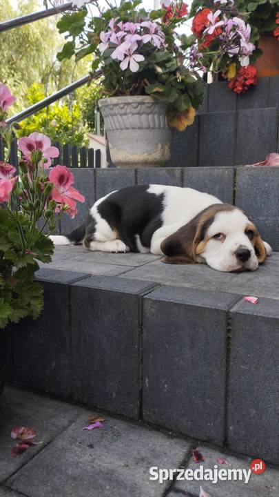 BEAGLE PIĘKNA SUNIA TRICOLOR GOTOWA DO ODBIORU Łódź sprzedam