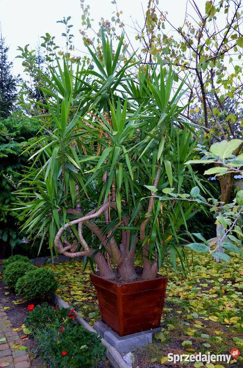 Sprzedam piękną dużą JUKĘ 35 m Juka yucca jukka Milicz