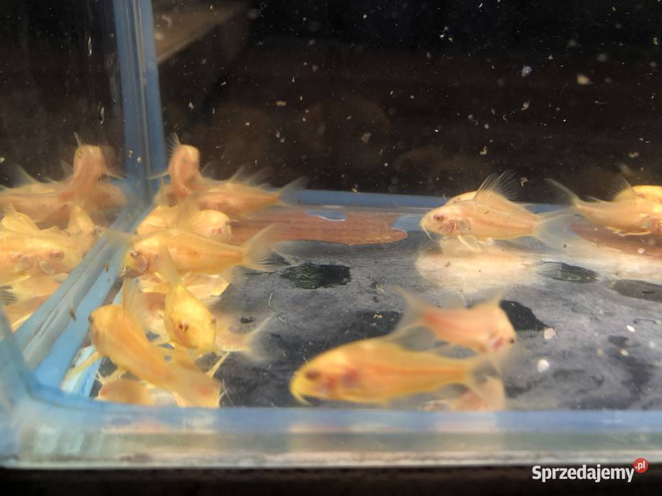 Kirys złoty kirysek albino Justynów