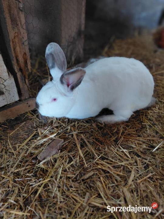 Króliki lubelskie Krasnystaw