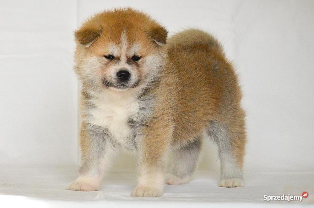 Akita japońska czerwone szczenięta Słupca sprzedam