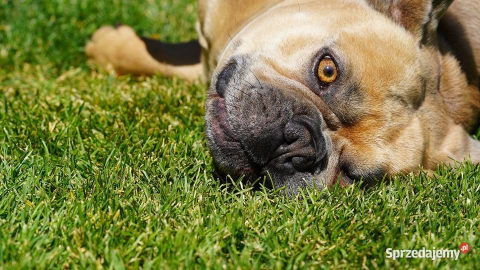 Trawa z rolki Trawa prosto z plantacji Kraków