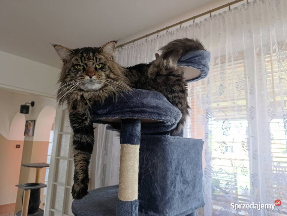 Kocurek Maine coon Krasnystaw