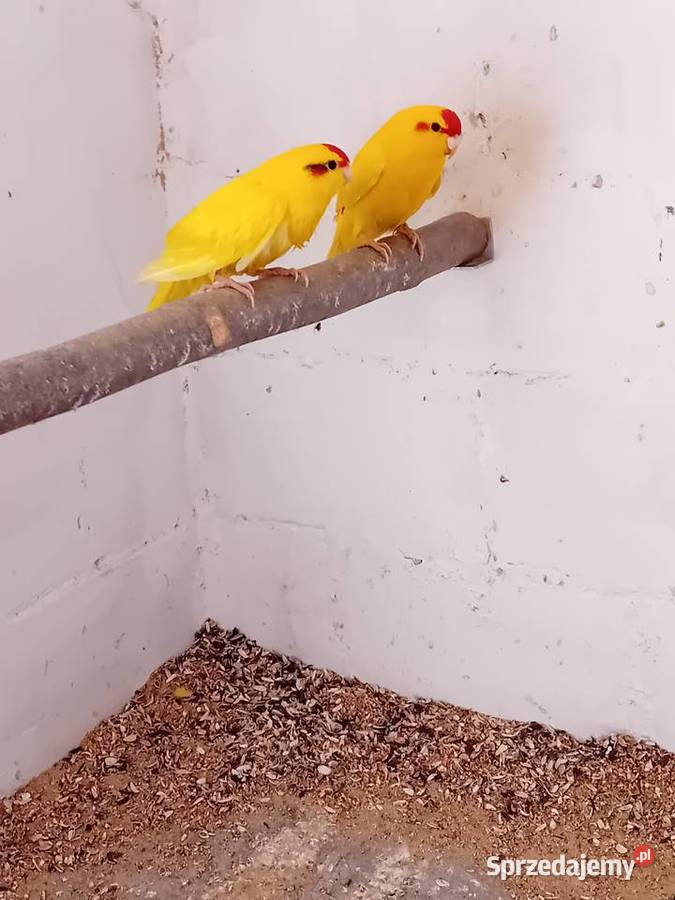 Modrolotki kozy Zduńska Wola