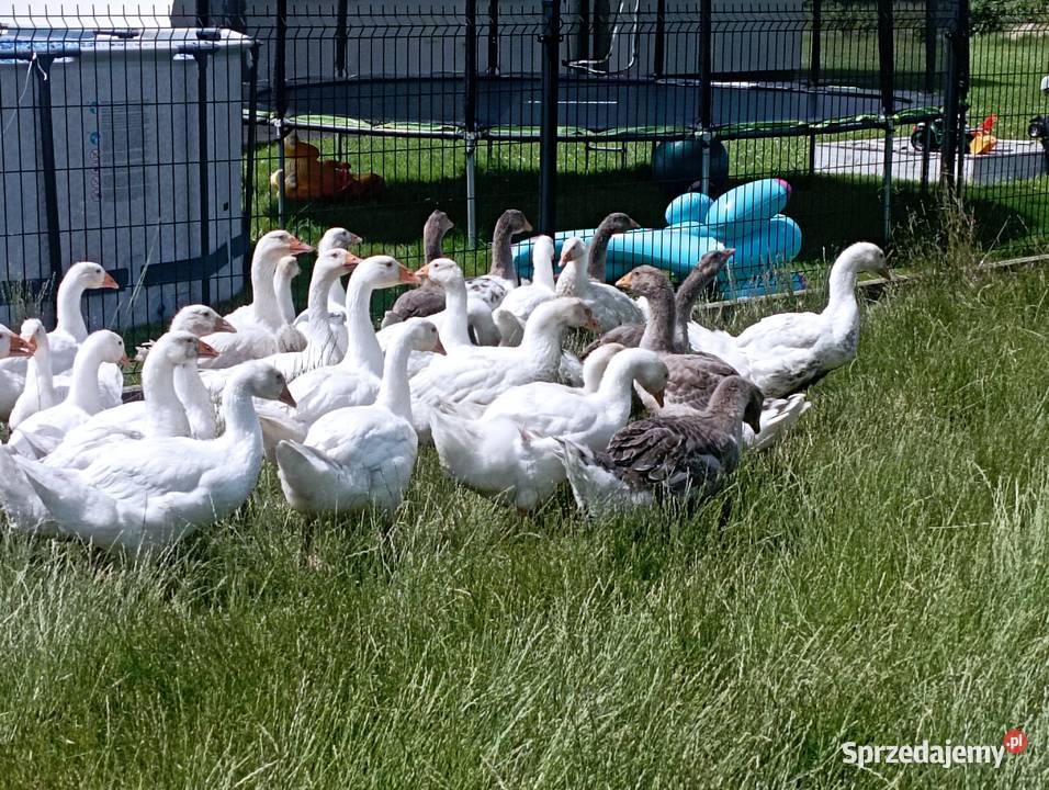 Gęsi ODCHOWANE Rasy Kołudzkiej i Landes śląskie sprzedam