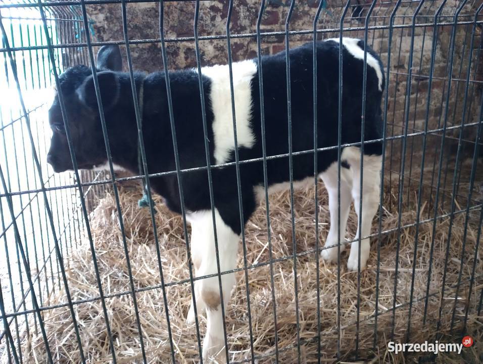 byczek cielak lubelskie Markuszów