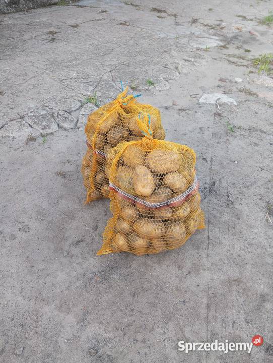 Ziemniaki Denar Kłobia