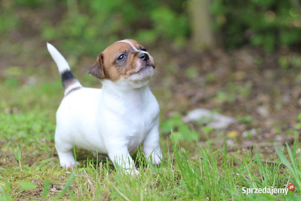 Piesek Jack Russell Terrier krótkowłosy Szczucin
