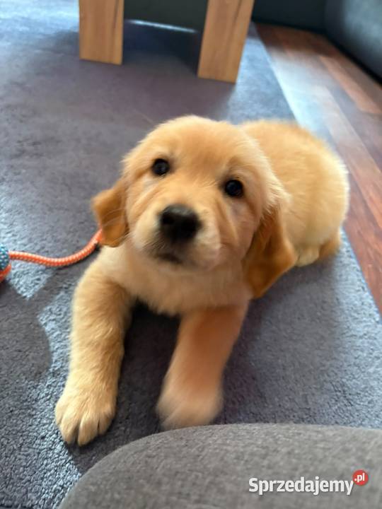 Golden Retriever gotowe do odbioru opolskie
