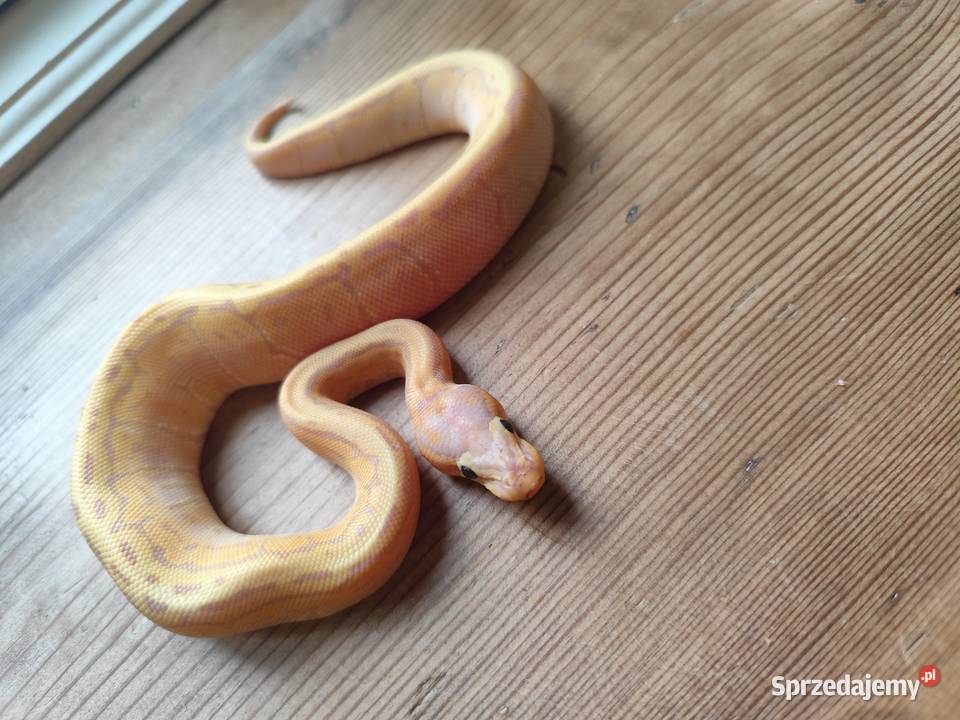 Młody samiec banana pinstripe Pruszków