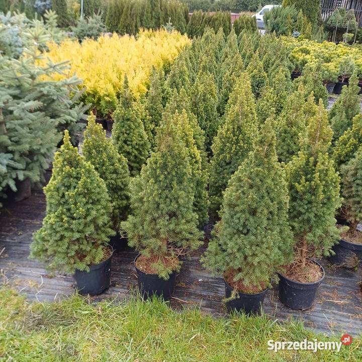 Świerk Biały Conica Picea Glauca C5 6080 Detal Grójec
