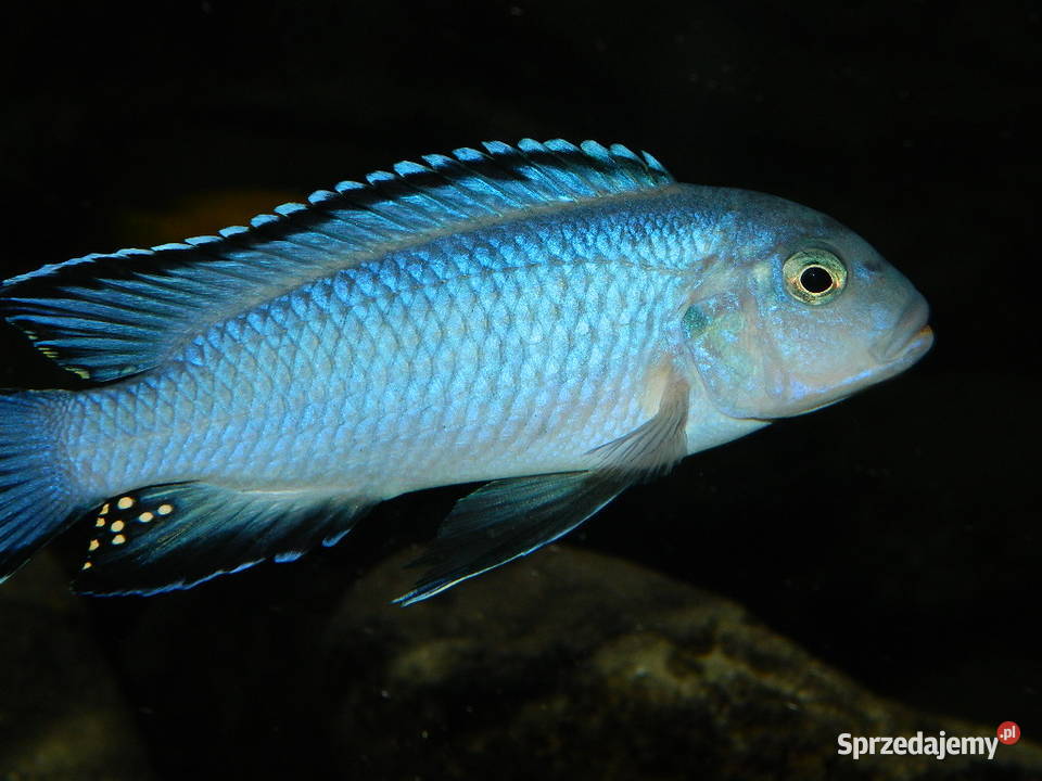Pseudotropheus Socolofi pyszczak Ryby warmińsko-mazurskie Olsztyn