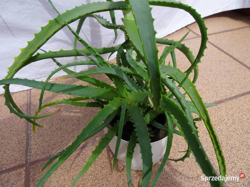 Aloes leczniczy roślina domowa małopolskie