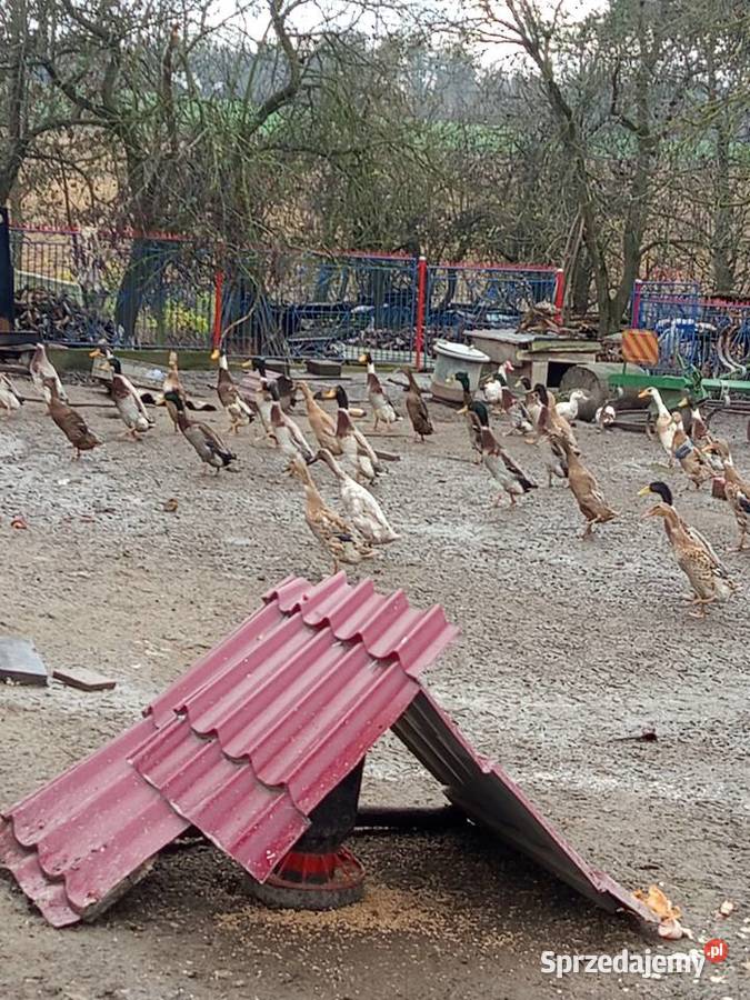 Sprzedam bieguski parami 220 pare Tomaszów