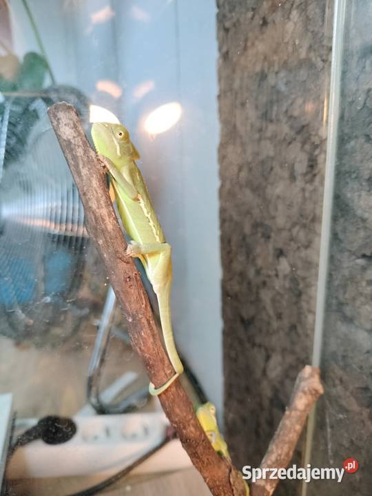 Młode kameleony Rybnik