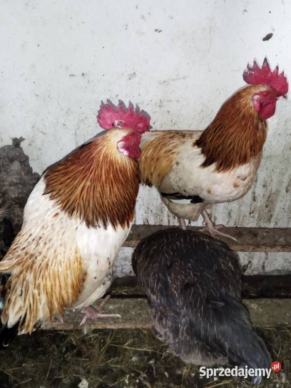 Sprzedam młode kogutki Staniszewskie sprzedam