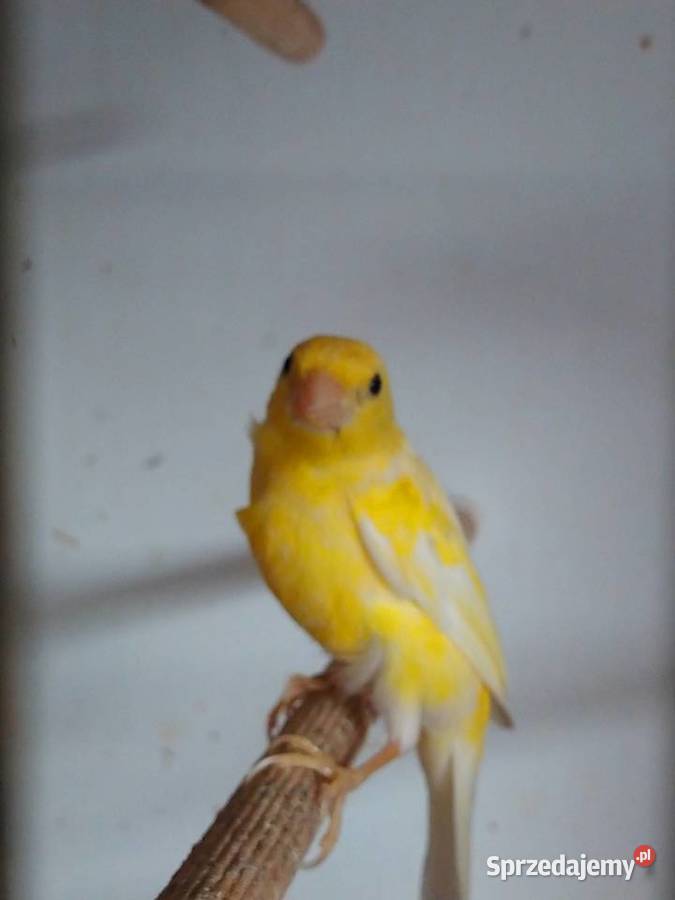 samice kanarka miniatura hiszpańska Kraków sprzedam