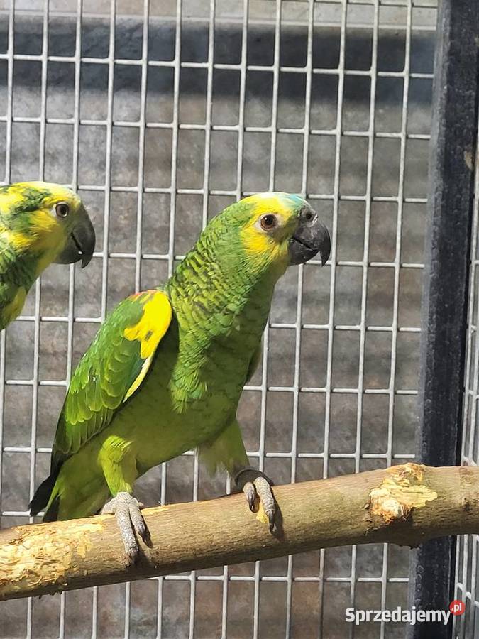 Amazonk niebieskoczelna Xanthopteryx 2025 Aleksandrów Kujawski