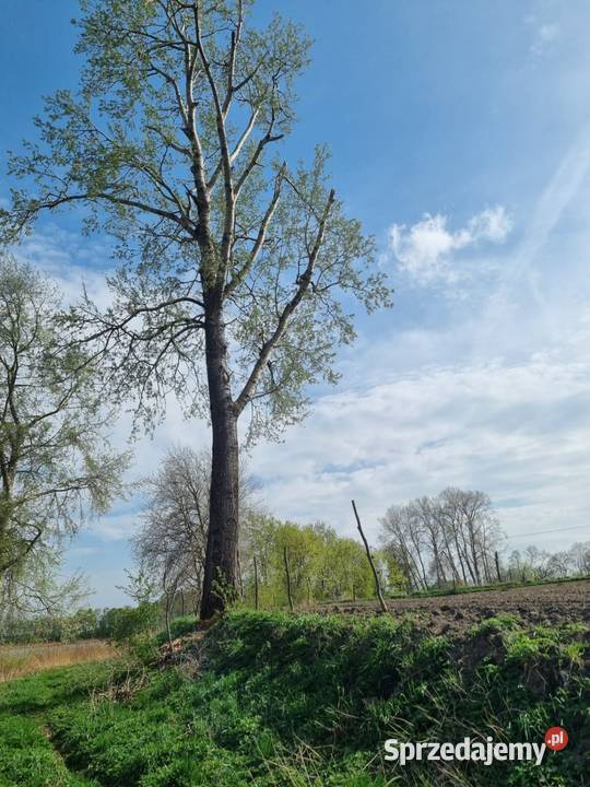 Wycinka drzew Grudziądz