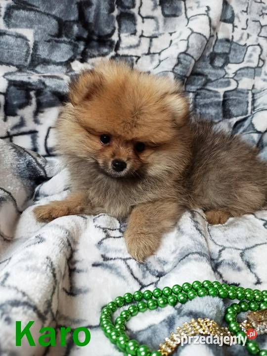 Szpic Miniaturowy Idealne Perełki Różne Kolory Nysa sprzedam