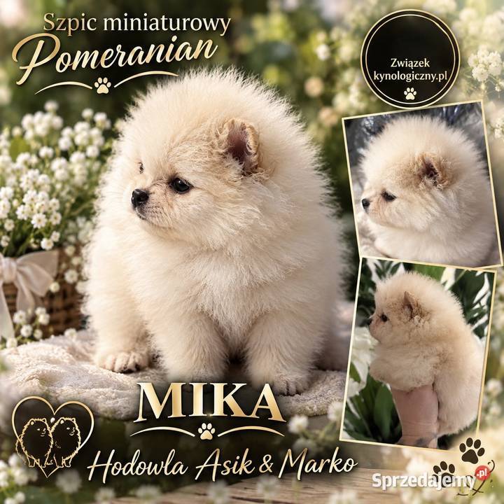 Szpic miniaturowy Pomeranian Gorzów Wielkopolski sprzedam