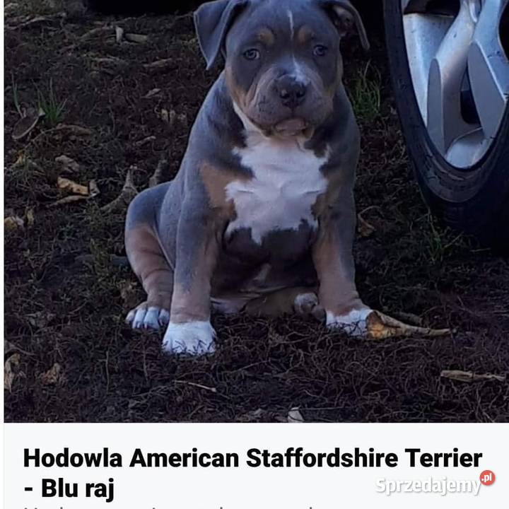 Amstaff Reproduktor Amstaff sprzedam
